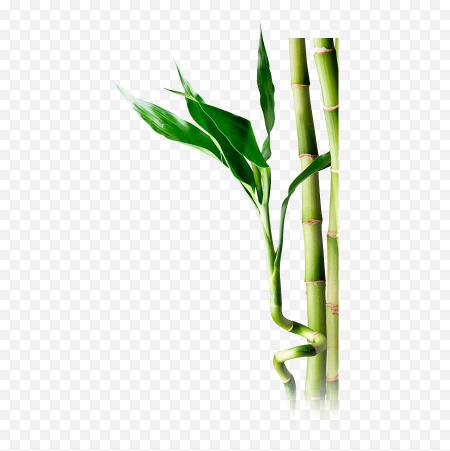 Bamboo Png - Portable Network Graphics,Bamboo Transparent Background