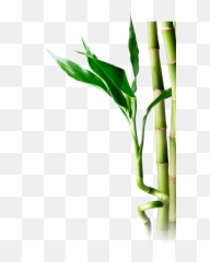 Bamboo Png - Portable Network Graphics