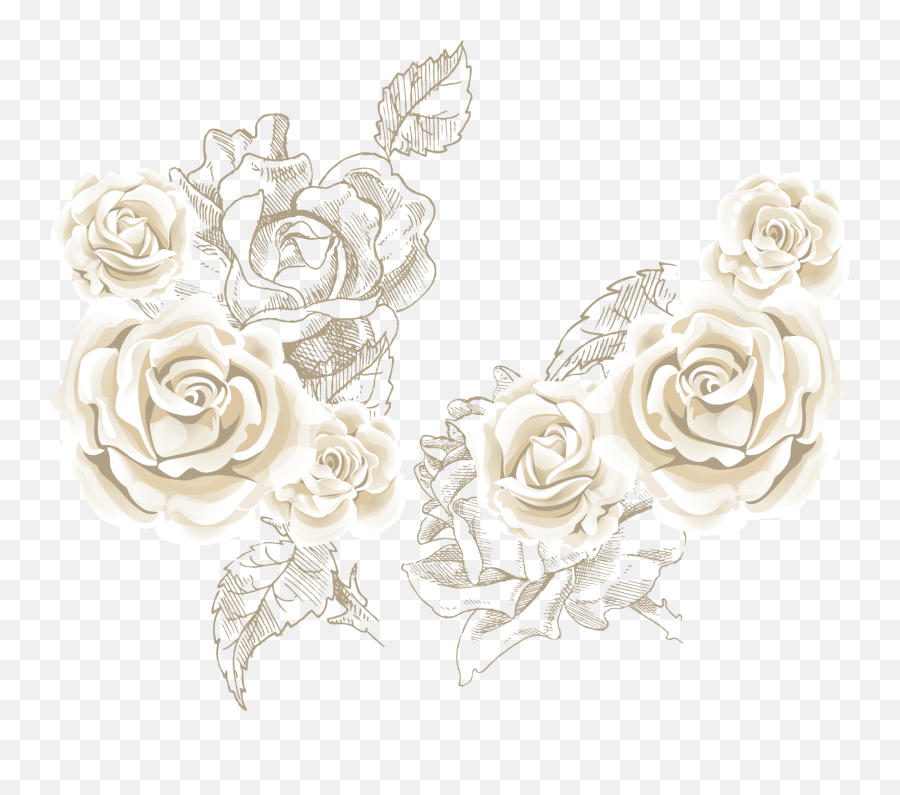 White Roses Background Vector - White Rose Png Vector,White Roses Png