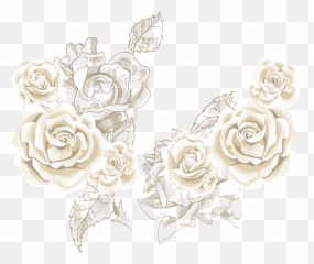 White Roses Background Vector - Png