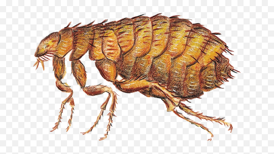 Flea Png Photos Play - Corrie Ten Boom Fleas,Insects Png