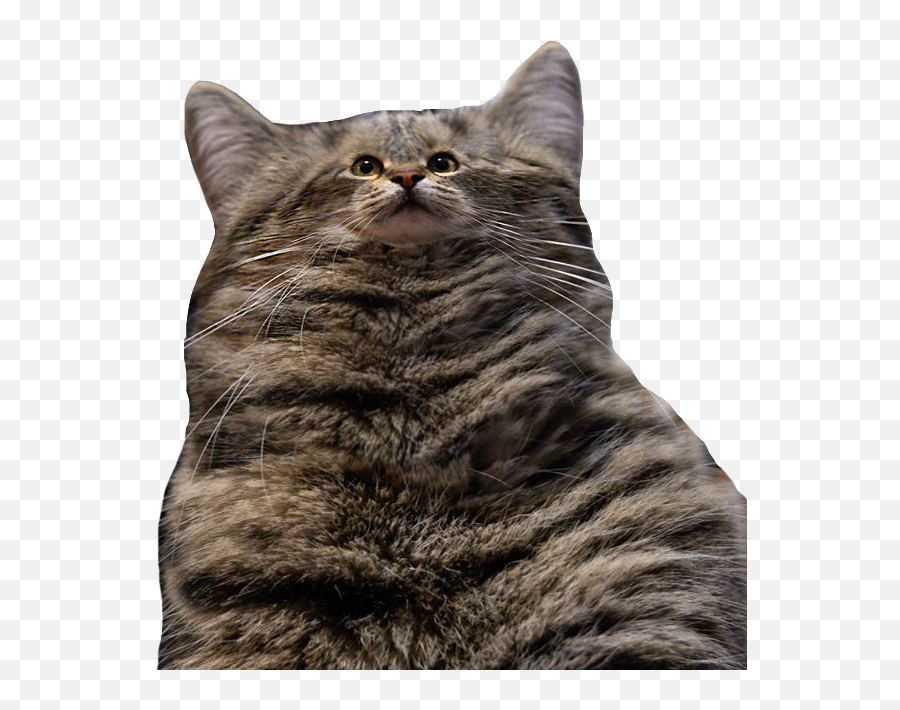 Download Hd Cat Fatcat Tinyface Funny - Transparent Fat Cat Png,Funny Cat Png