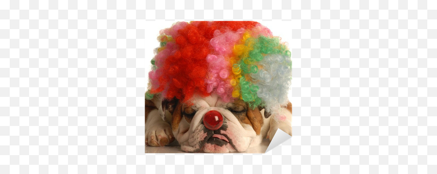 Bulldog With Colorful Clown Wig And Red Nose Sticker U2022 Pixers We Live To Change - Quote Smile Your Day Will Go The Corners Of Your Mouth Turns Png,Clown Wig Png