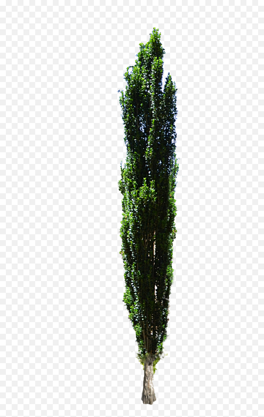 Cypress Tree Transparent Png Clipart - Cypress Tree Cut Out,Cypress Tree Png