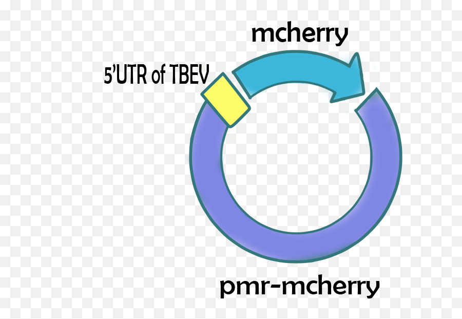 Download Packages Targeting Neuron - Full Size Png Image Strawberry,Neuron Png