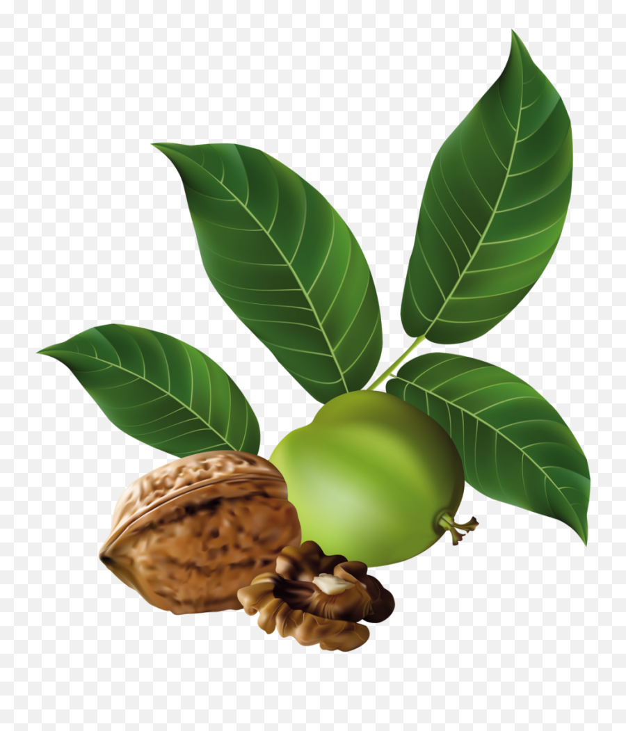 Walnut Png Image - Purepng Free Transparent Cc0 Png Image Black Walnut Png,Nut Png