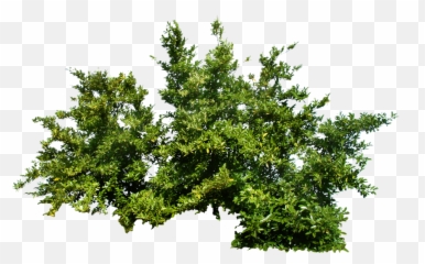 Bushes Png Images Free Download Bush - Tree Png