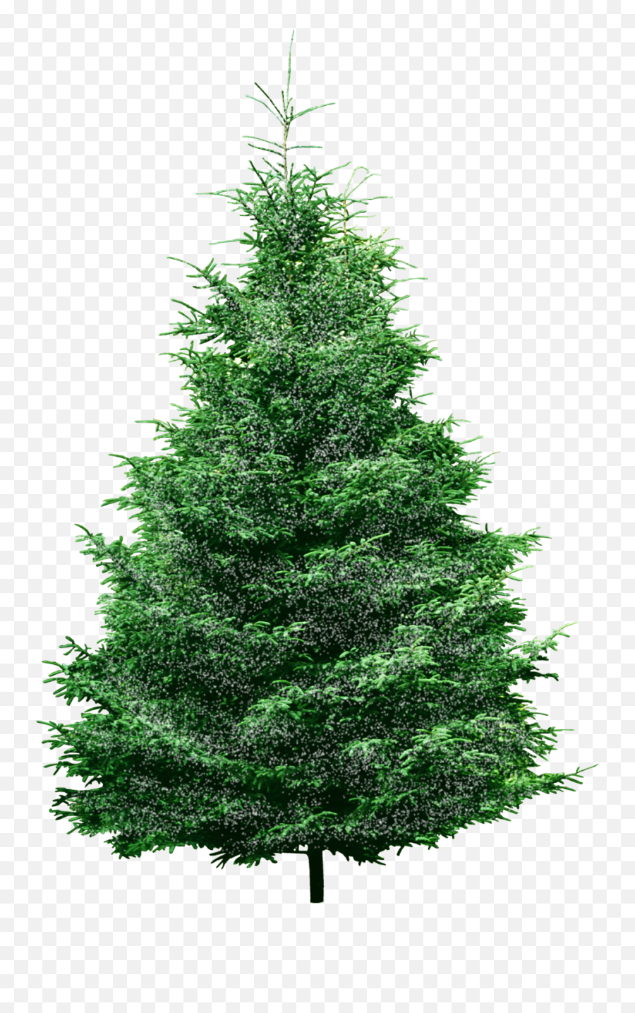 Spruce - Tree U2013 Sweet Pea Machine Embroidery Designs Transparent Background Pine Tree Transparent Clipart Png,Spruce Tree Png