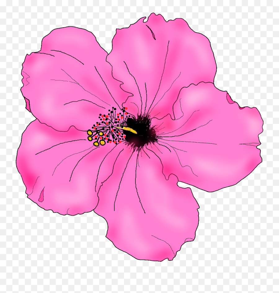 Flowers For Simple Hibiscus Flower Drawing - Pink Hibiscus Cool Drawing Hibiscus Flower Png,Hibiscus Flower Png