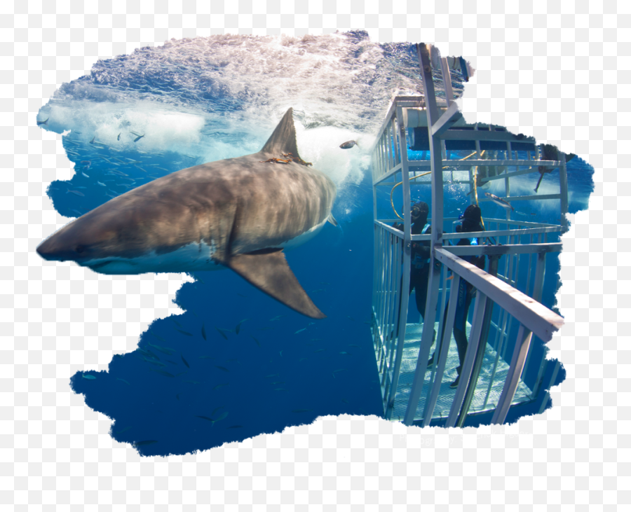 Great White Shark - El Tiburon Blanco Png,Great White Shark Png