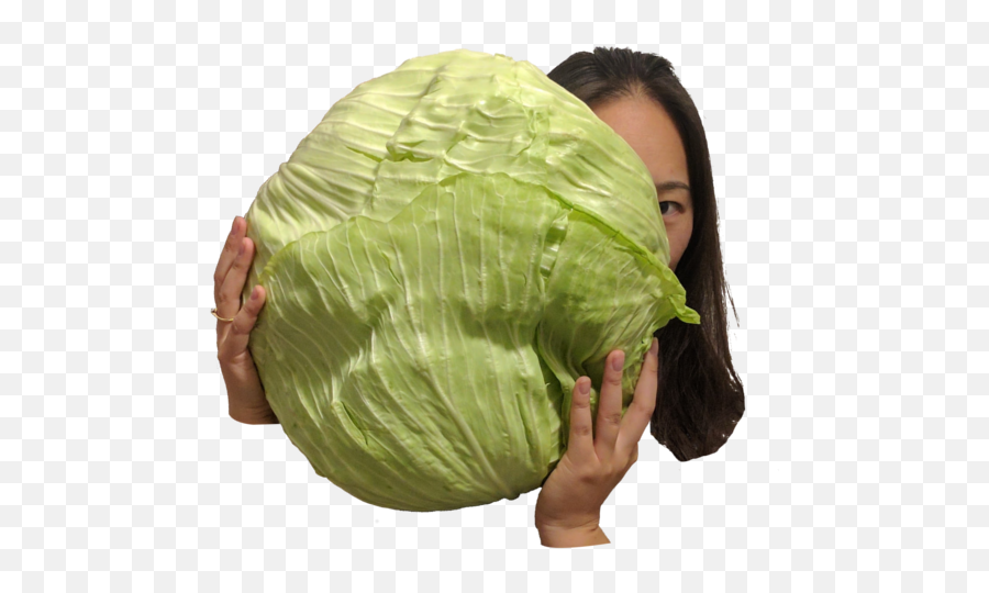 Download Arab Cabbage - Cabbage Png Image With No Background Iceburg Lettuce,Cabbage Transparent Background