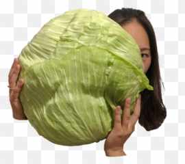 Download Arab Cabbage - PNG Image with No Background Iceburg Lettuce