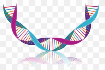 Hd Png Download - Curve Dna Logo,Dna Strand Png