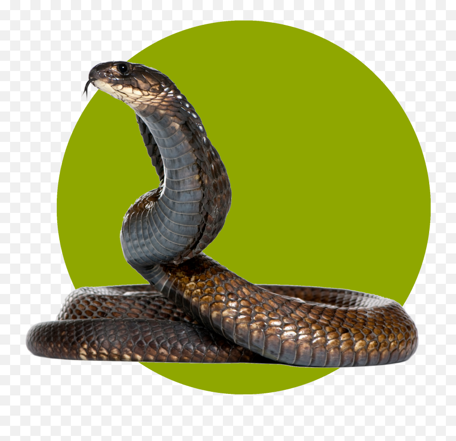 Snake Png Transparent Download - Eksotic Animal,Snake Png Transparent