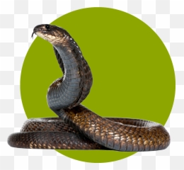 Snake Png Transparent Download - Eksotic Animal,Snake Png Transparent