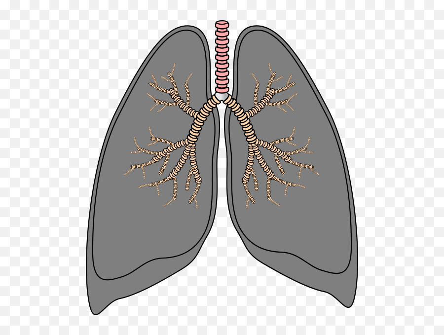 Lungs Png - Smoking Lungs Transparent Background,Lung Png