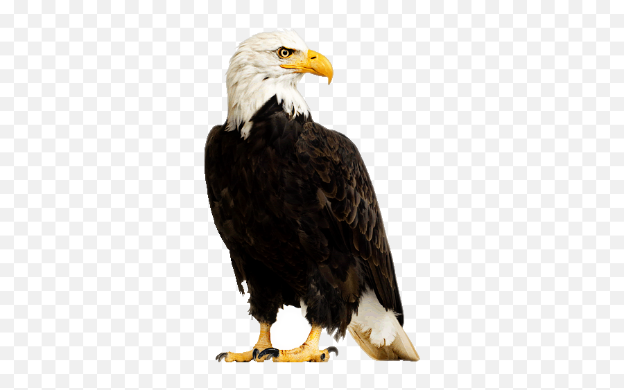 Real Fotoedit Sticker Eagle - Bald Eagle White Background Png,Eagle Transparent