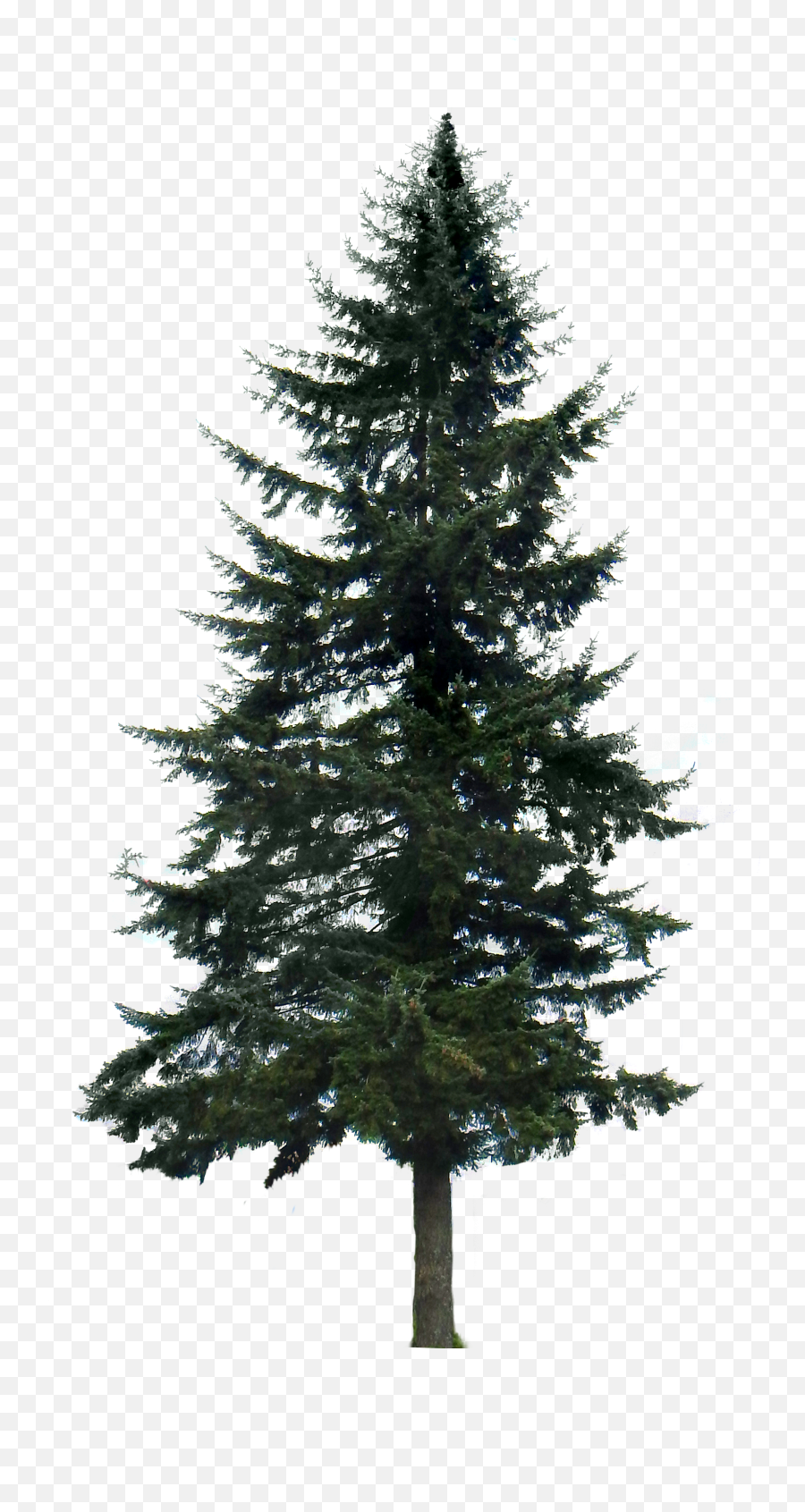 Pine Tree Big - Transparent Background Pine Tree Png,Forest Tree Png