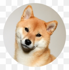 About - Transparent Shiba Inu Png,Shiba Inu Png