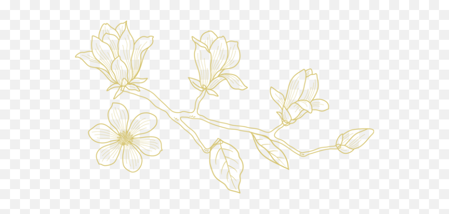 Magnolia - Gold Alexandra Meseke Photography Rochester Ny Twig Png,Magnolia Png