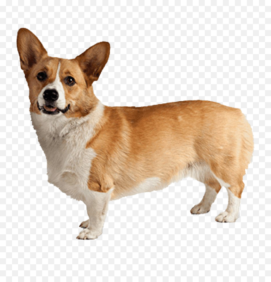 Corgi Dog Sitting Transparent Png - Stickpng Welsh Corgi Pembroke,Dog Sitting Png