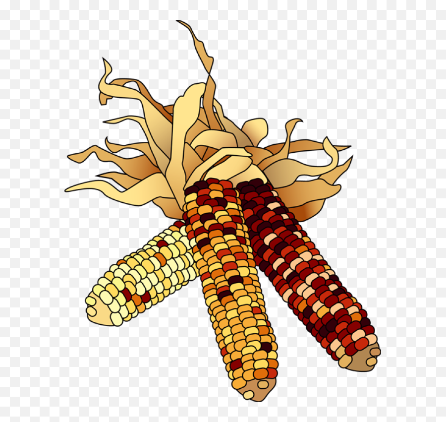 Colorful Clip Art For The Autumn Season Dried Indian Corn - Clipart Indian Corn Png,Thanksgiving Clipart Transparent