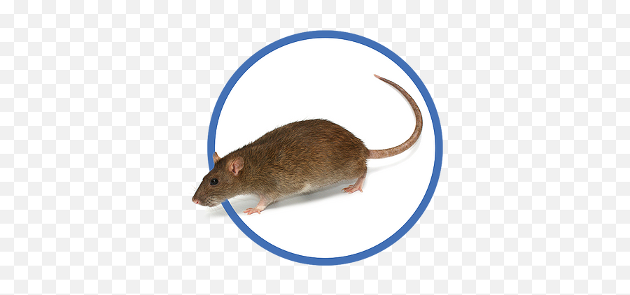 Pest Control Services Axiom Eco - Pest Control United States Brown Rat Png,Mouse Rodent Icon