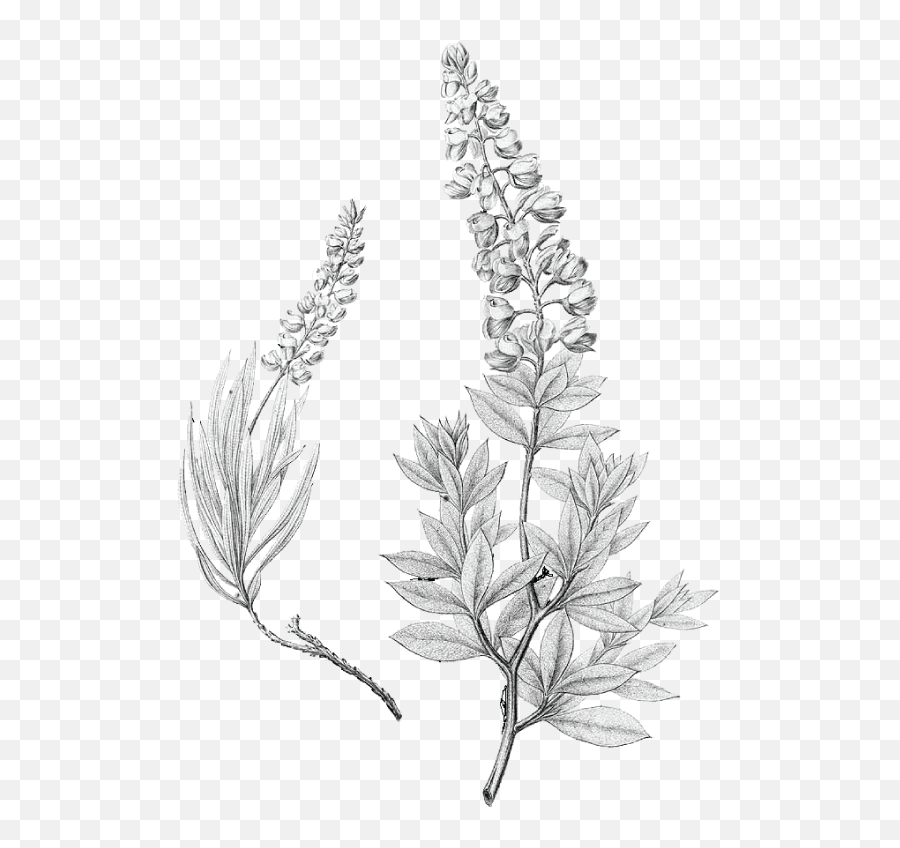 Lupinus Texensis Bluebonnet Drawing - Drawing Bluebonnet Flower Png,Blue Bonnet Icon