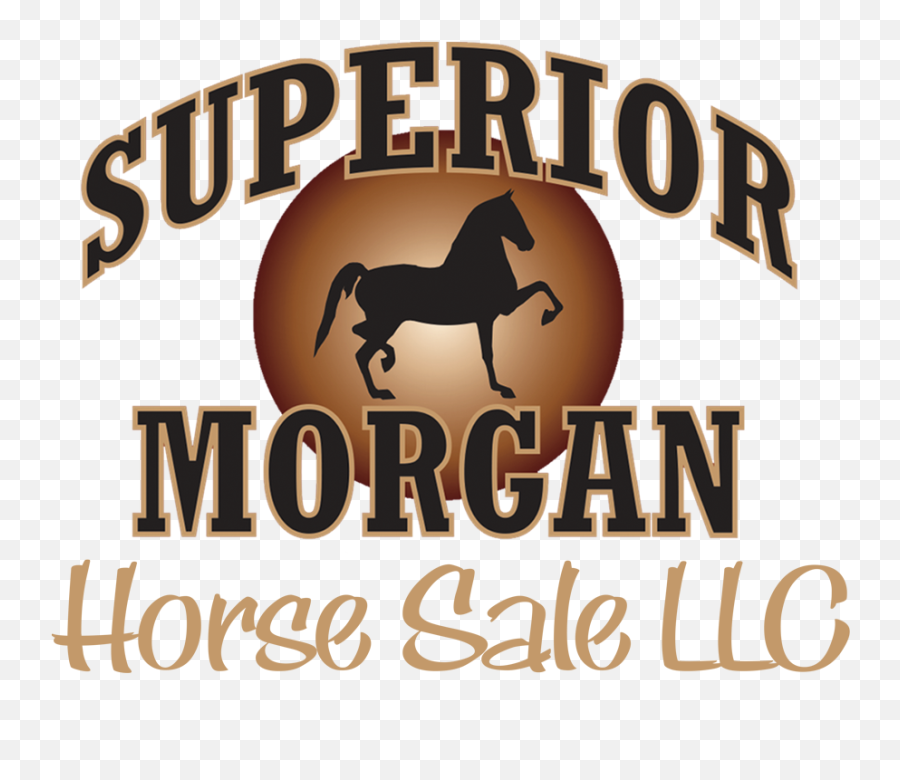 Sweepstakes Info Superior Morgan Horse Sale - Language Png,Steve Mcqueen An American Icon