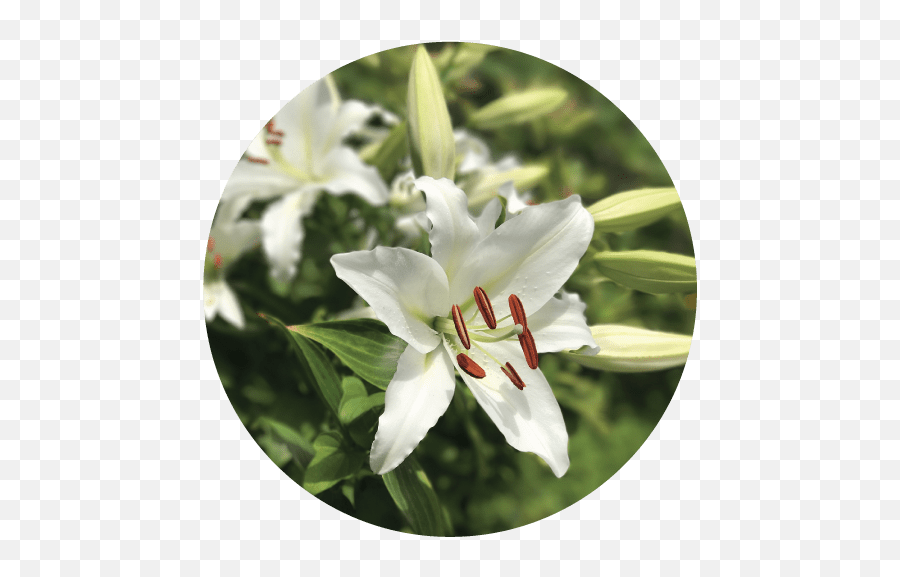 Download Easter Lilies - Lily Png Image With No Background Lily,Easter Lily Png