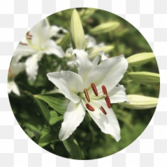 Download Easter Lilies - Lily PNG Image with No Background