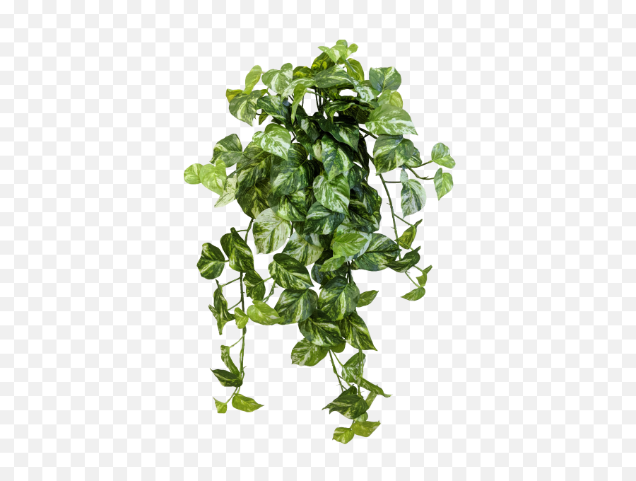 Download Share This Image - Devils Ivy Png,Ivy Png