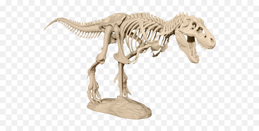 Help Revolutionize Classroom Learning And Research With 3 - D Skeleton T Rex 3d Png,Dinosaur Skull Png