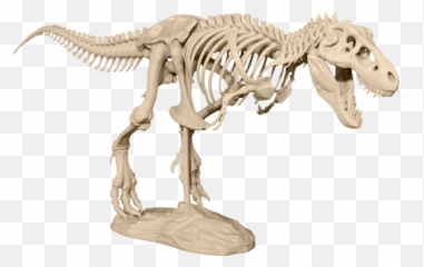 Help Revolutionize Classroom Learning And Research With 3 - D Skeleton T Rex 3d Png,Dinosaur Skull Png