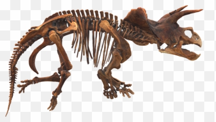 Triceratops Horridus Marsh Activity Description Smithsonian - Velociraptor png