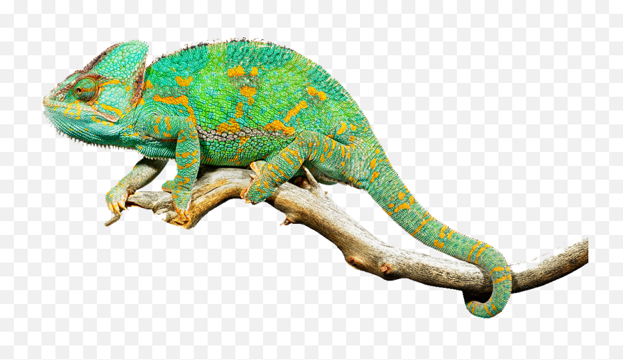 Living Museum Exclusively Featuring - Chameleon Png,Reptiles Png