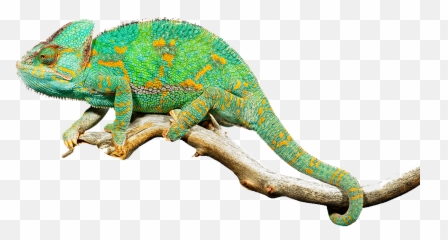 Living Museum Exclusively Featuring - Chameleon Png,Reptiles Png