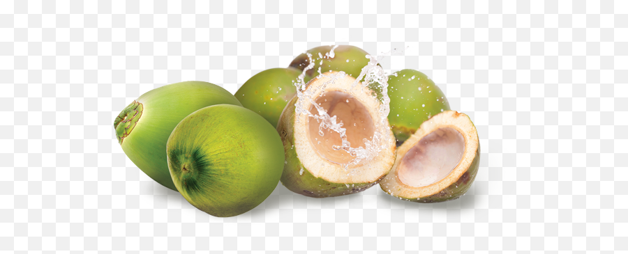 Young Coconut Png Image - Png Transparent Background Coconut Png,Coconut Png