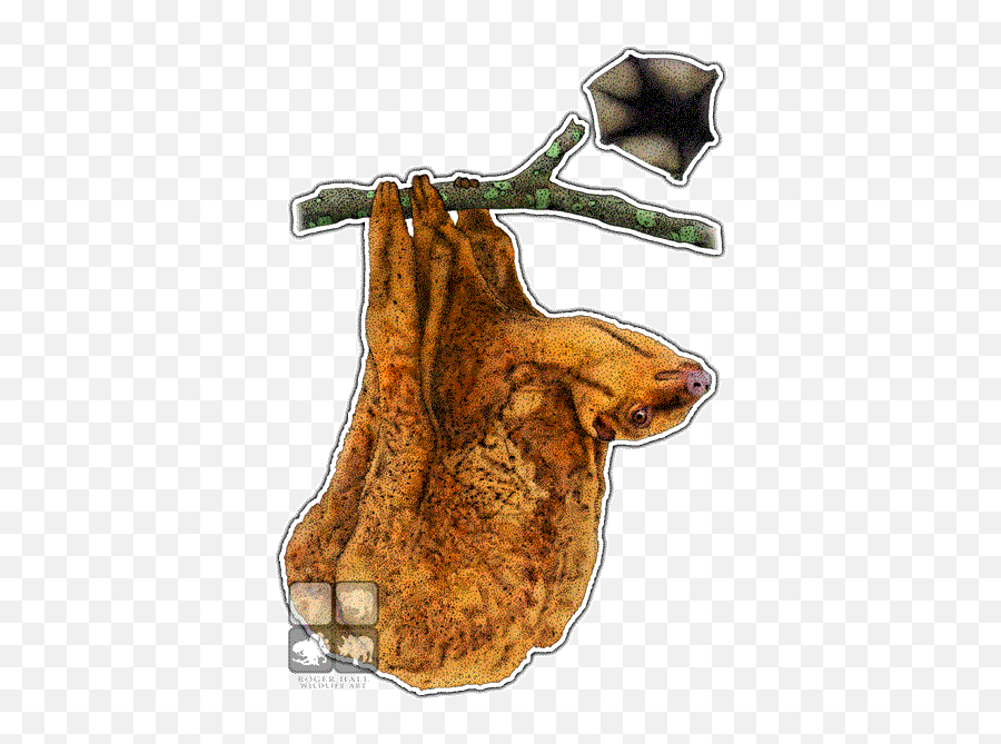 Philippine Flying Lemur Decal - Philippine Flying Lemur Png,Lemur Png