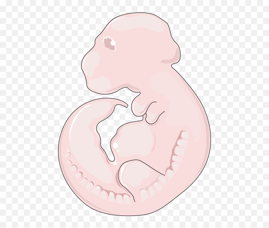 Mouse Fetus - Servier Medical Art Cartoon Png,Mice Png