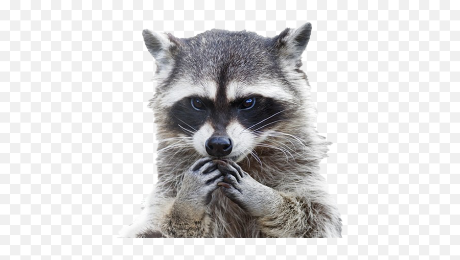 Raccoon Png Clipart Background - Difference Between Possum And Raccoon,Raccoon Png