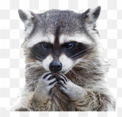 Raccoon Png Clipart Background - Difference Between Possum And Raccoon,Raccoon Png
