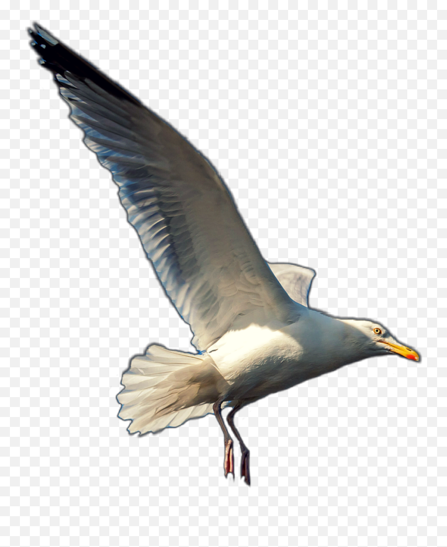 Seagull Seagulls Gull Bird Beach Animals Animal Birds - Gull Png,Seagulls Png