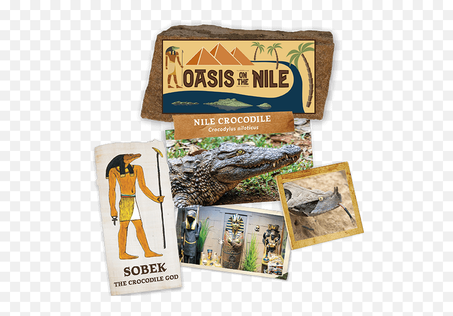 Oasis - Nile Crocodile Png,Aligator Png