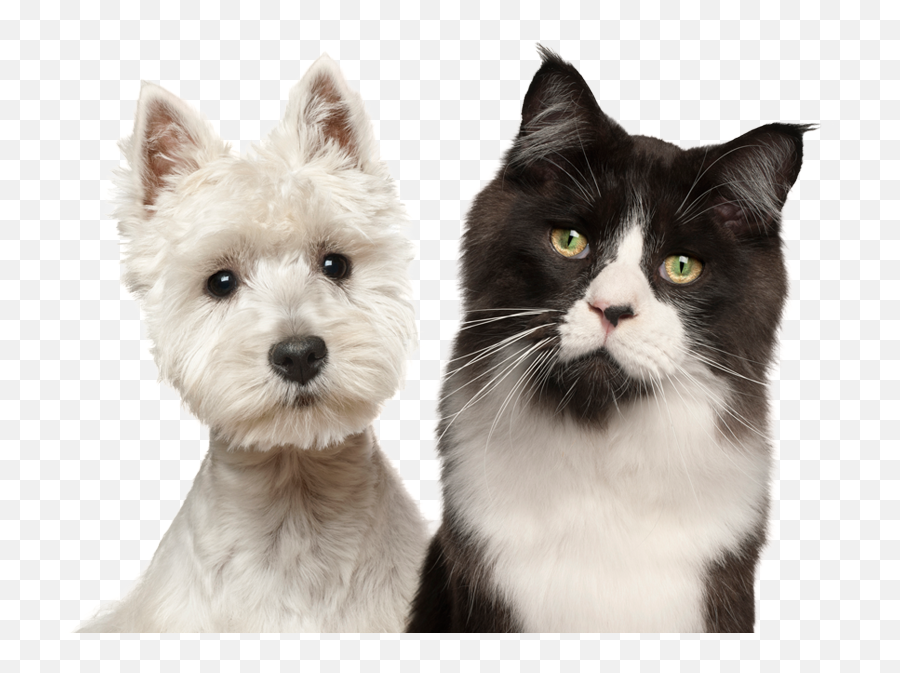 S And M Pet Resort U2013 For Dogs Cats - Westie With Cat Png,Dog And Cat Png