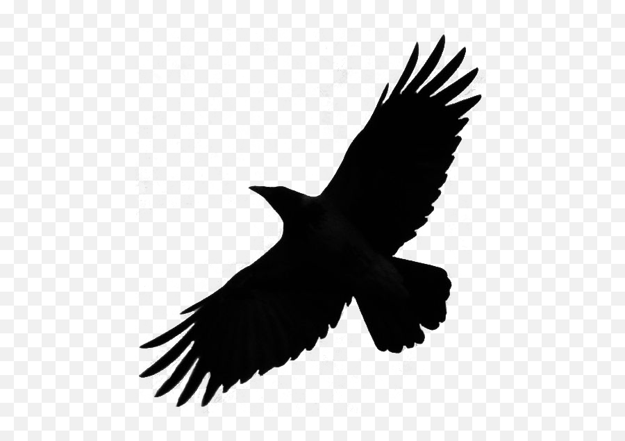Png - Flying Crow Silhouette Png,Crow Transparent