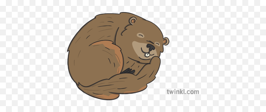 Groundhog Hibernating Illustration - Twinkl North American River Otter Png,Groundhog Png