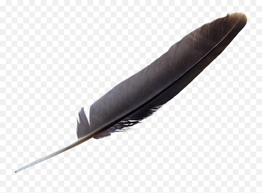 Feather Png Image - Eagle Feather Png,Black Feathers Png
