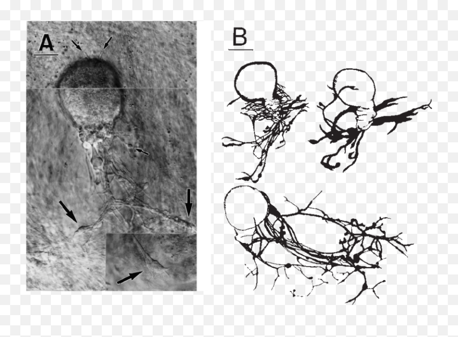 Outgrowth Pattern Of Retzius Cells Growing - Sketch Png,Neuron Png