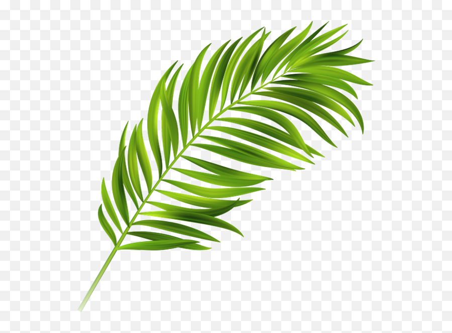 Image Result For Palm Leaves - Clipart Vector Tropical Leaf Png,Palm Leaves Png